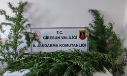 Giresun'da uyuşturucu operasyonu