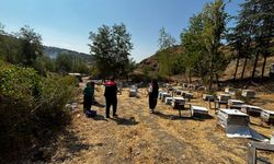 Göynücek'te arılı kovan tespitleri yapıldı