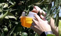 İzmir'de üreticiye Akdeniz meyve sineği ile mücadele desteği