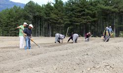 Karabük'te safran soğanı toprakla buluşuyor