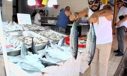 Sinop'ta bol miktarda avlanan toriklerin fiyatı 800 liraya düştü
