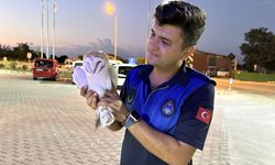 Sinop'ta yaralı peçeli baykuş koruma altına alındı