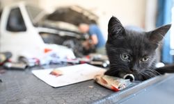 Tamire getirilen otomobilin motor kısmından çıkarılan kediyi usta sahiplendi