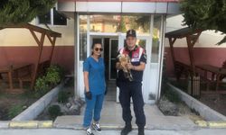 Tokat'ta yaralı halde bulunan kızıl şahin tedavi altına alındı