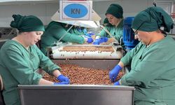 Türk fındığı geçen sezon 124 ülkede alıcı buldu