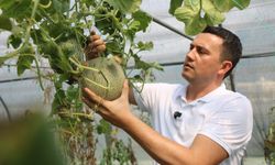 ATA TOHUMU PROJESİ, KATLANARAK BÜYÜYOR