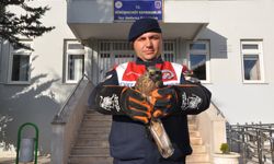Amasya'da yaralı kızıl şahin korumaya alındı