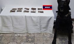 Bolu'da uyuşturucu operasyonunda 7 şüpheli gözaltına alındı