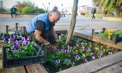 Giresun'a yeniden bahar geldi