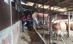 Göynücek'te hayvancılık işletmelerine ziyaret gerçekleştirildi