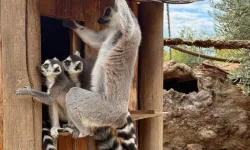 İzmir'de davranış zenginleştirme atölyesi