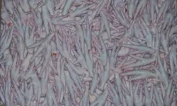 Kanatlı sektörü, Çin'e tavuk ayağı iznini bekliyor