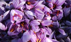 Karabük'te ekilen 'mucize bitki' safranın hasadı sürüyor