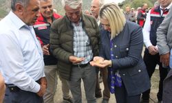 Kastamonu'da Dezavantajlı Alanlar Projesi kapsamında ekilen çeltiğin hasadı başladı