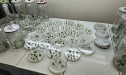 OMÜ'nün 'domates' projesi TÜBİTAK'tan destek gördü