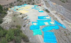 Pirinciyle ünlü Tosya'da çeltikler geleneksel yöntemlerle kurutuluyor