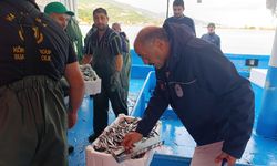 Samsun'da 2 haftada 174 bin 480 kilo hamsiye nakil onayı verildi