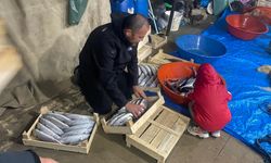 Sinop'ta balıkçılar bir gecede 3 bin 200 palamut avladı