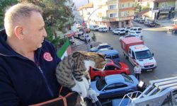 Sungurlu'da çatıda mahsur kalan kedi itfaiye ekiplerince kurtarıldı