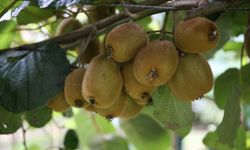 Tescilli Ordu kivisinin kilogram fiyatı belli oldu
