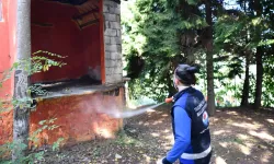 Trabzon'da tarım zararlısına karşı yoğun ilaçlama