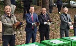 Ünye'de kahverengi kokarcaya karşı doğaya 200 sülün salındı