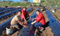 19 Mayıs'ta 'Engiz çileği' üretiminin artırılmasına çalışılıyor