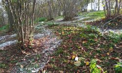 Akçaabat Ziraat Odası Başkanı Eyüpoğlu'ndan fındık üreticilerine bakım uyarısı