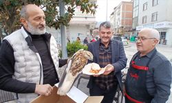 Amasya'da yaralı bulunan kızıl şahin koruma altına alındı