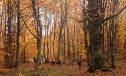 Amasya'daki İnegöl Dağları hazan renklerine büründü