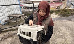 Bacağına yorgun mermi isabet eden kedi, ameliyatla sağlığına kavuştu