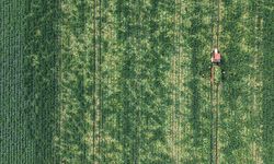 Bafra Ovası'nda karnabahar hasadı başladı