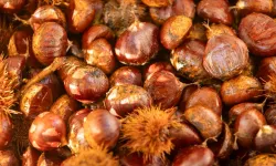 Başkan Tugay Beydağ'da kestane üreticileriyle buluştu