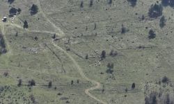 Bolu'da kaybolan 30 küçükbaş hayvan dronla bulundu
