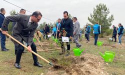 Boyabat ve Türkeli'de fidanlar toprakla buluşturuldu