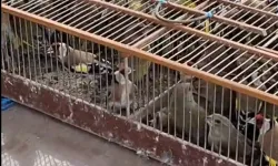 Bursa'da 79 kuş yeniden özgürlüğe kanat çırptı!