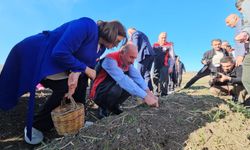 Çorum'da Safran Hasat Şenliği yapıldı