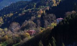 Dağların eteğindeki Hamsiköy oyuk ağaçlarıyla fotoğraf tutkunlarına alternatif sunuyor