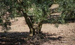 DAMLA DAMLA KRİZ - Azalan su kaynakları tarımda hem verimi hem de kaliteyi etkiliyor