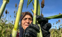 Devlet desteğiyle şeker kamışı eken kadın girişimci yılda 1 ton pekmez üretiyor