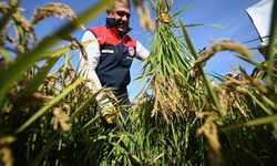 Düzce'de damla sulama sistemi uygulanan coğrafi işaretli Konuralp pirinci hasat edildi