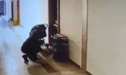 Düzce'de kuryenin ayakkabı hırsızlığı kameraya yansıdı