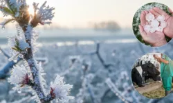 Ekim'de üreticilere 11,6 milyar TL hasar tazminatı ödendi