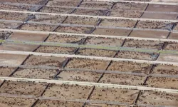 Endüstriyel hayvancılık küresel iklim hedeflerini tehdit ediyor