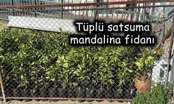 ÇİFTÇİLERE DESTEKLİ FİDAN FIRSATI