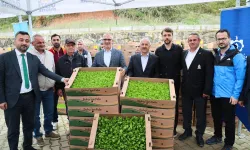 Gebze'de sebze fideler dağıtıldı