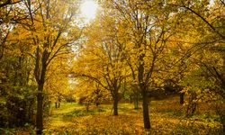 Giresun'da dut bahçeleri sonbahar renklerine büründü
