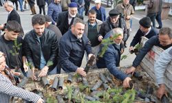 Havza Belediyesi vatandaşlara 1000 kızılçam fidanı dağıttı
