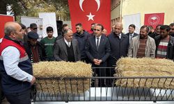 İskilip'te üreticilere küçükbaş hayvan yemliği ve otluğu dağıtıldı