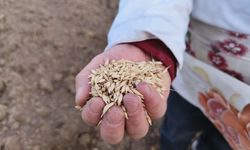 Kastamonu'da 'buğdayın atası' siyezin ekimine başlandı